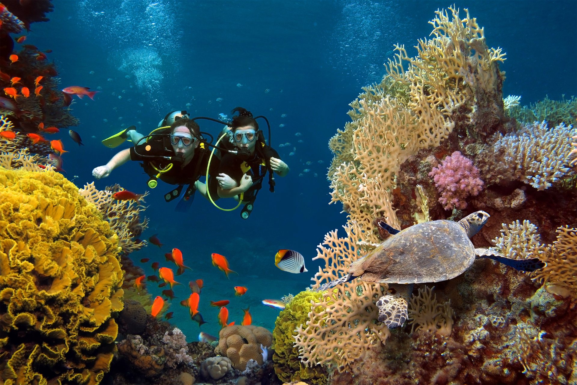 Divers exploring a colourful coral reef