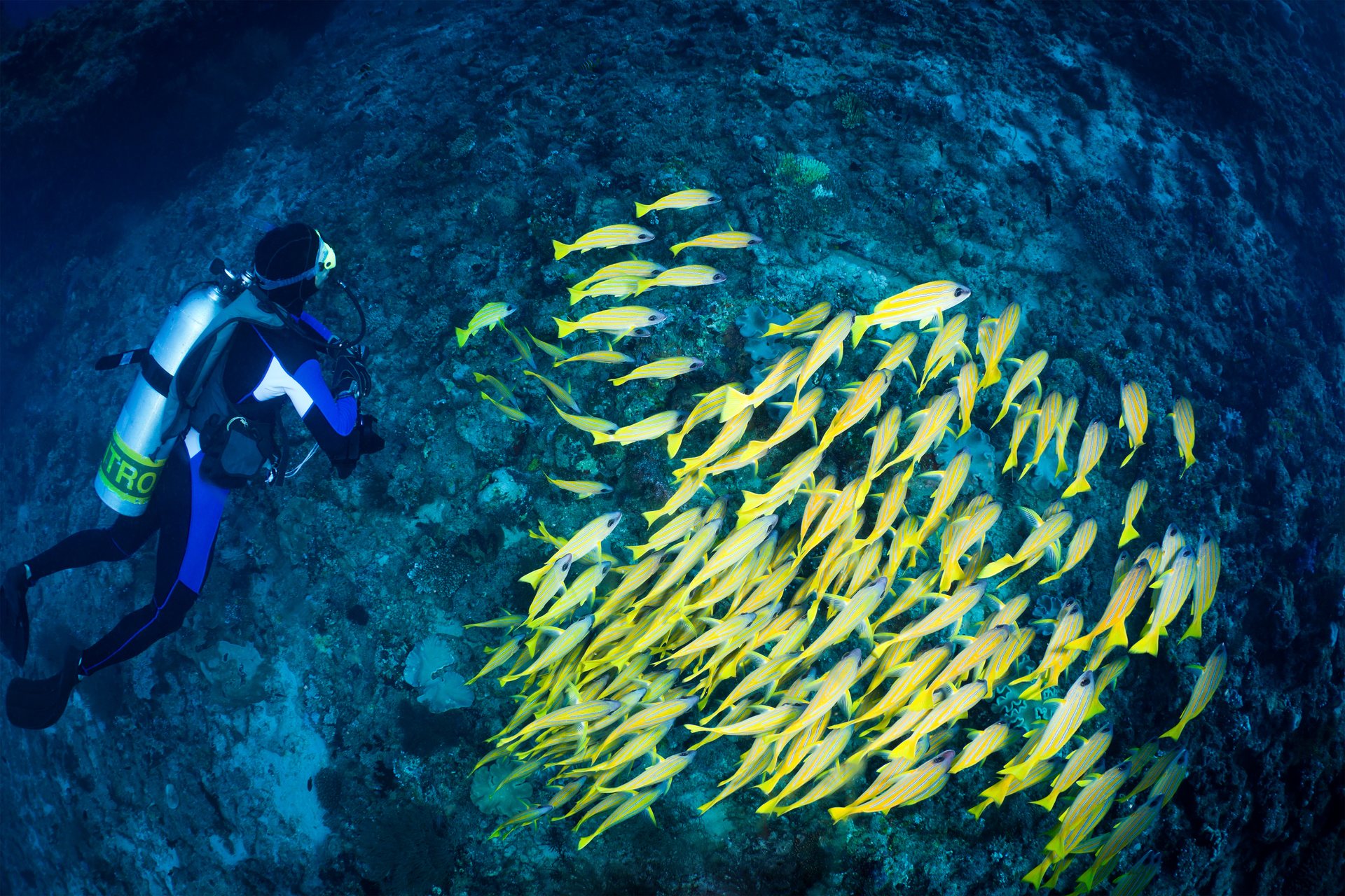 Diver watching a large school of fish underwater