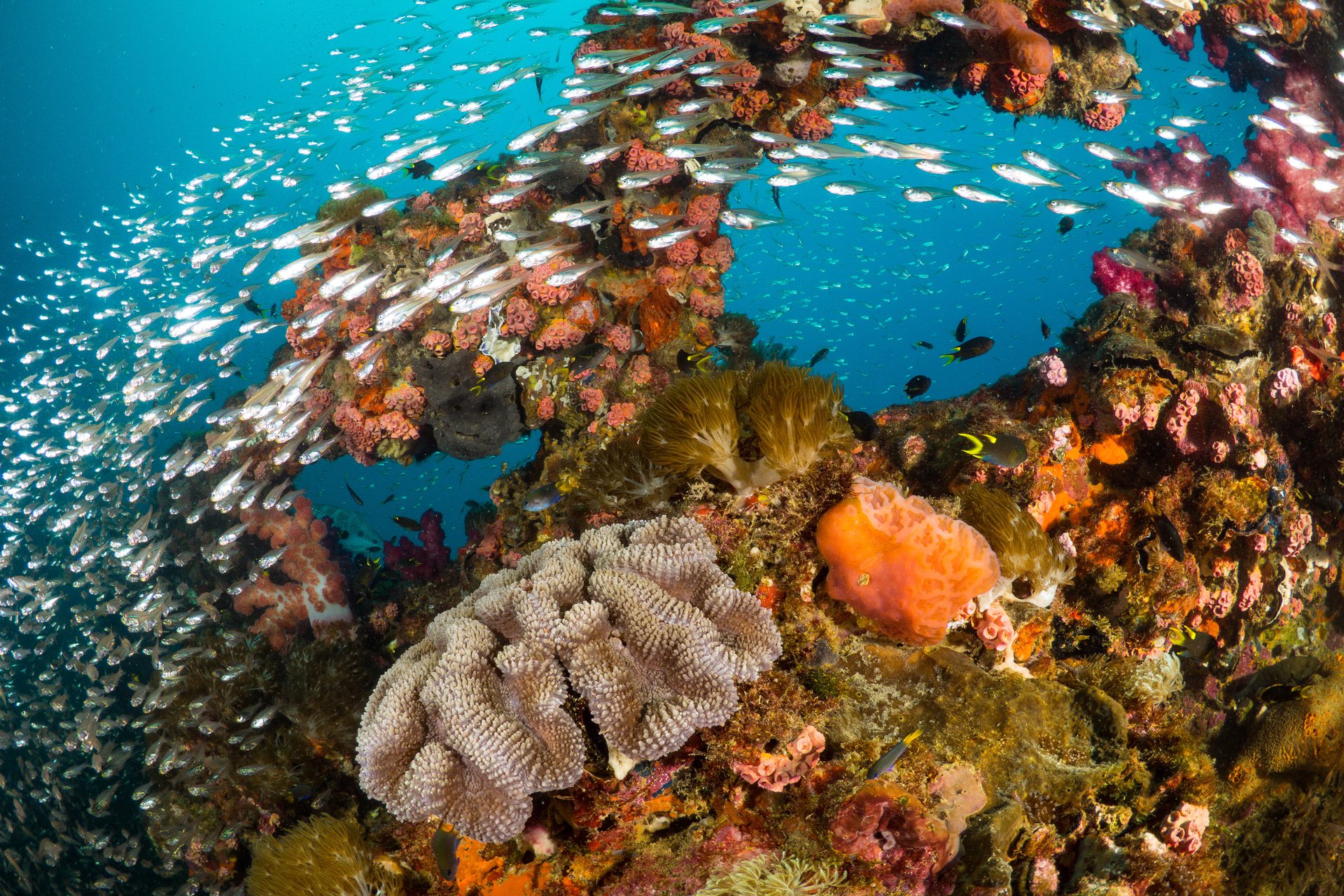 Colourful coral reef filled with marine life